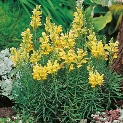 Picture of Herb Toadflax Common (Linaria vulgaris)
